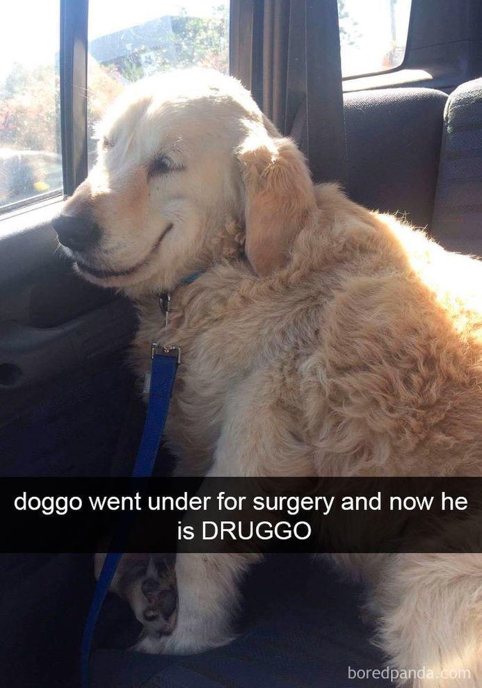 doggo went under for surgery - doggo went under for surgery and now he is Druggo boredpanda.com