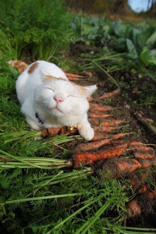 carrot cat