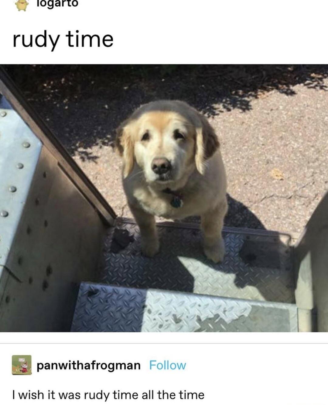 ups dog meme - logarto rudy time panwithafrogman I wish it was rudy time all the time
