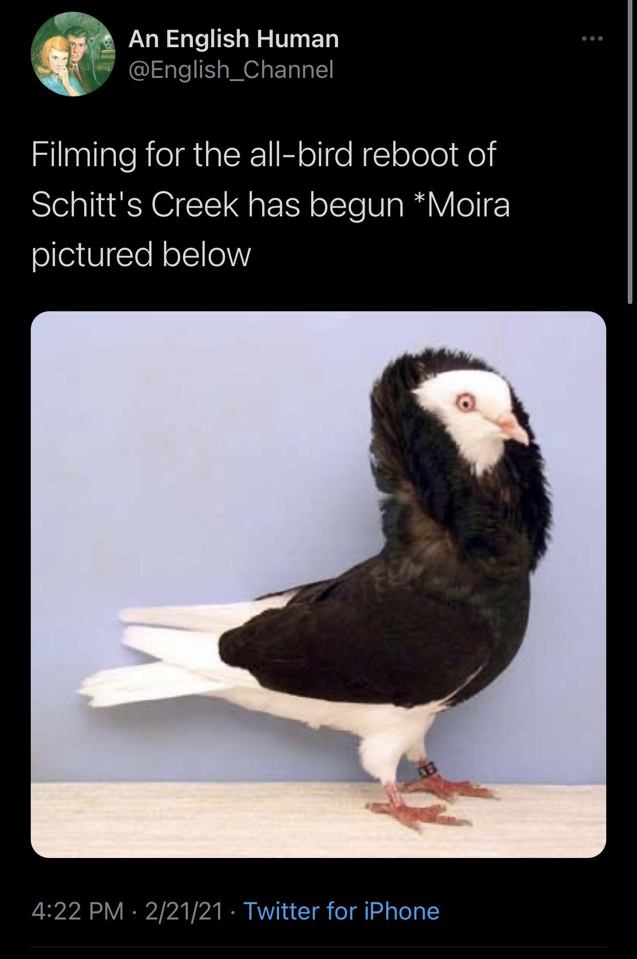 old dutch capuchine pigeon - An English Human ex Filming for the allbird reboot of Schitt's Creek has begun Moira pictured below 22121 Twitter for iPhone