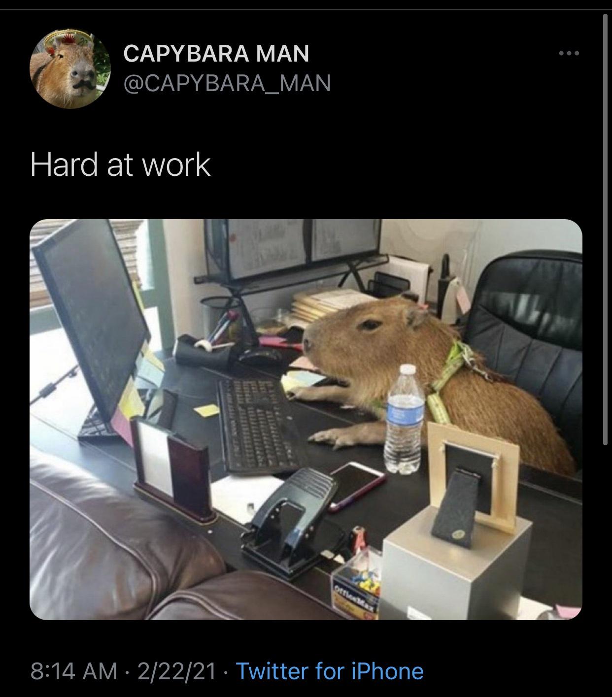 capybara working - Sen Capybara Man Hard at work 22221 Twitter for iPhone