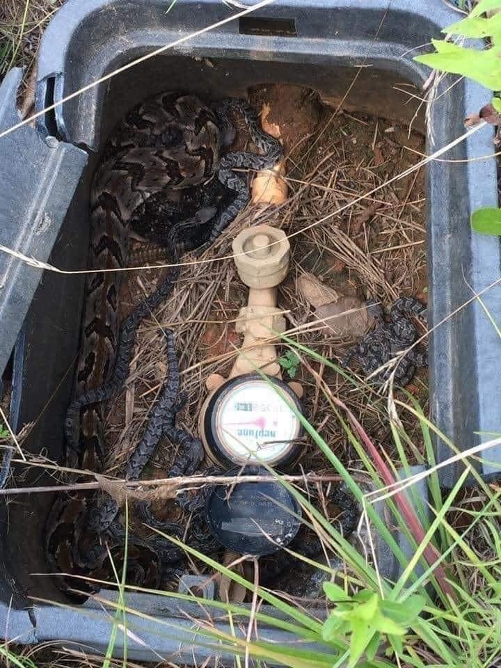 snakes in water meter