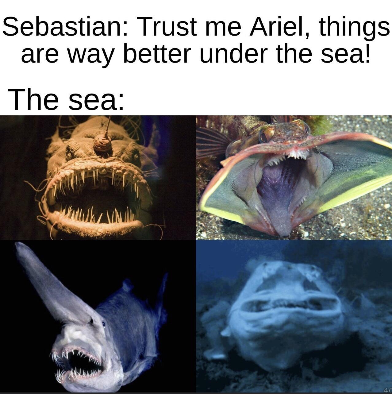fauna - Sebastian Trust me Ariel, things are way better under the sea! The sea