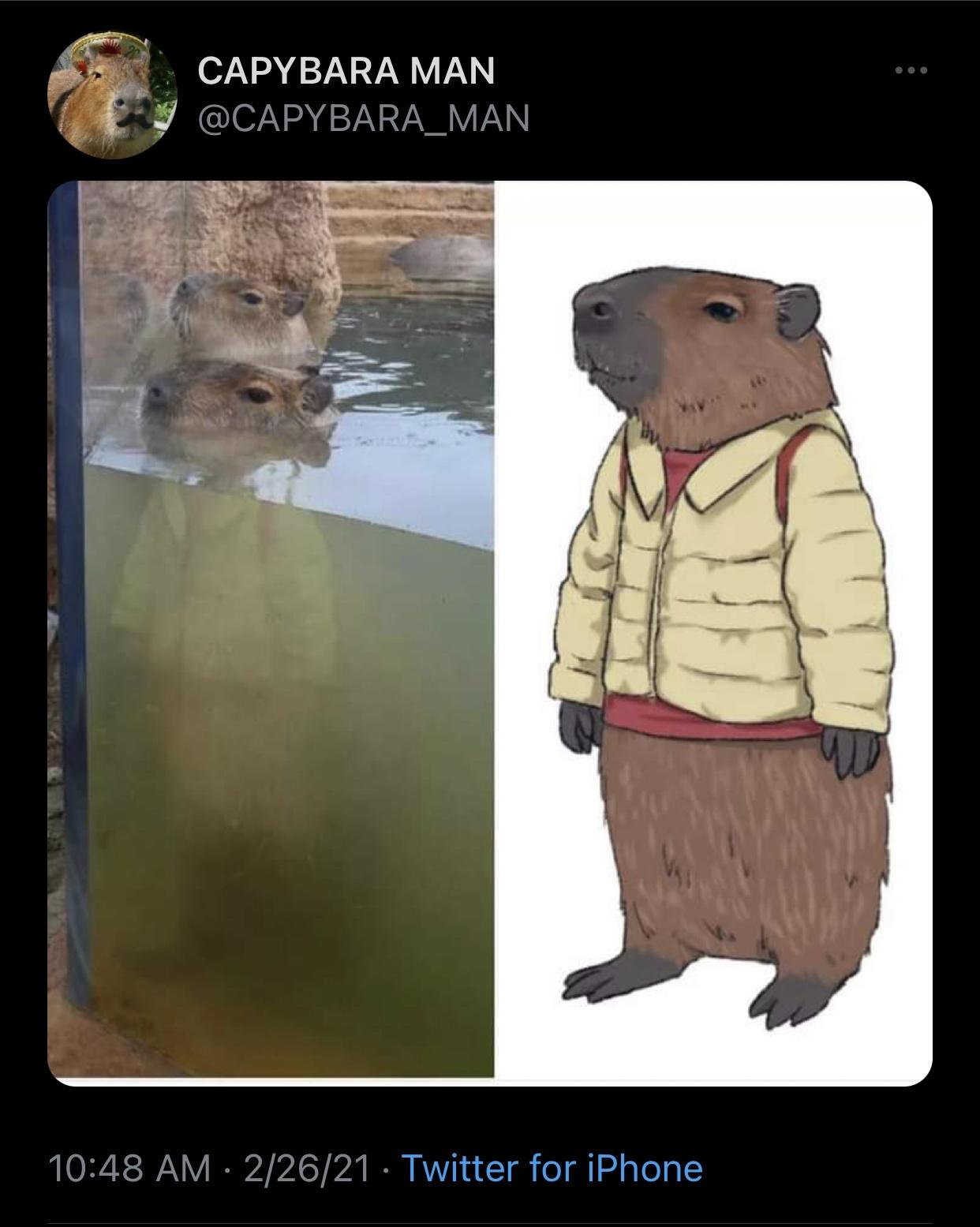 fauna - Capybara Man 22621 Twitter for iPhone