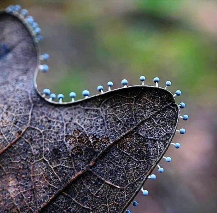 tiny mushrooms on leaf
