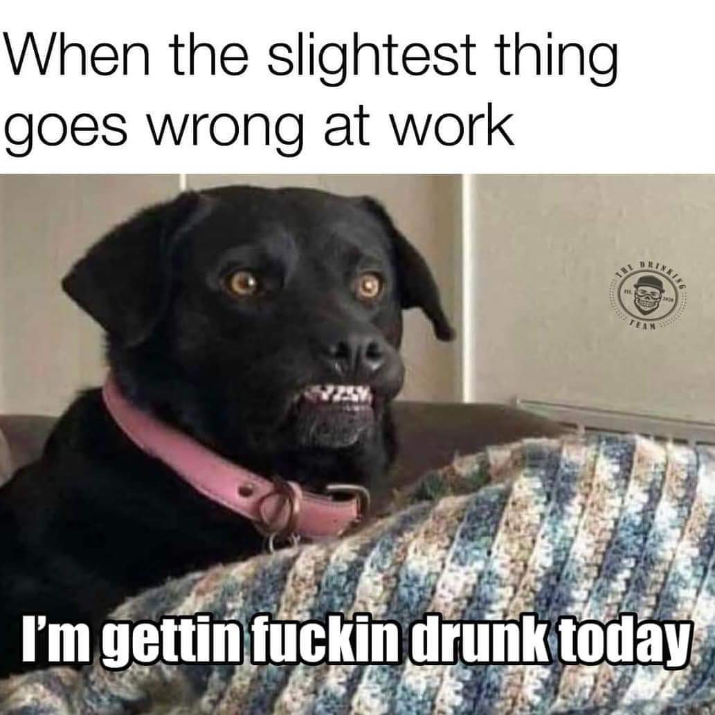 cute animal memes - Siete When the slightest thing goes wrong at work King I'm gettin fuckin drunk today