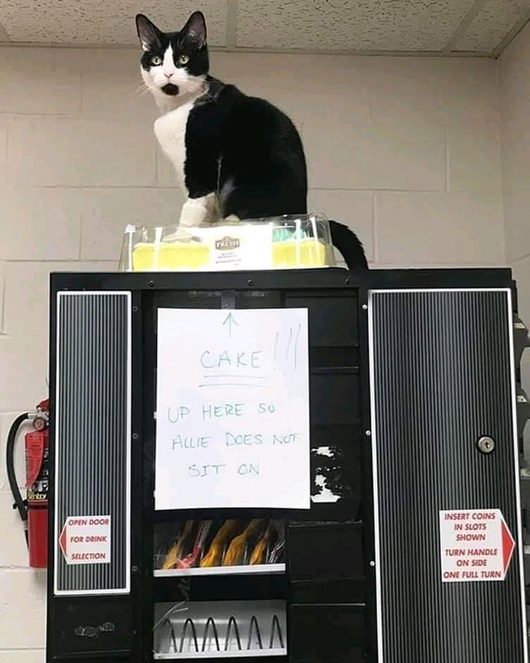 funny cat memes - Fash Cake Up Here So Allie Does Not Sit On ht Open Door For Drink Insert Coins In Slots Shown Turn Handle On Side One Full Turn Selection