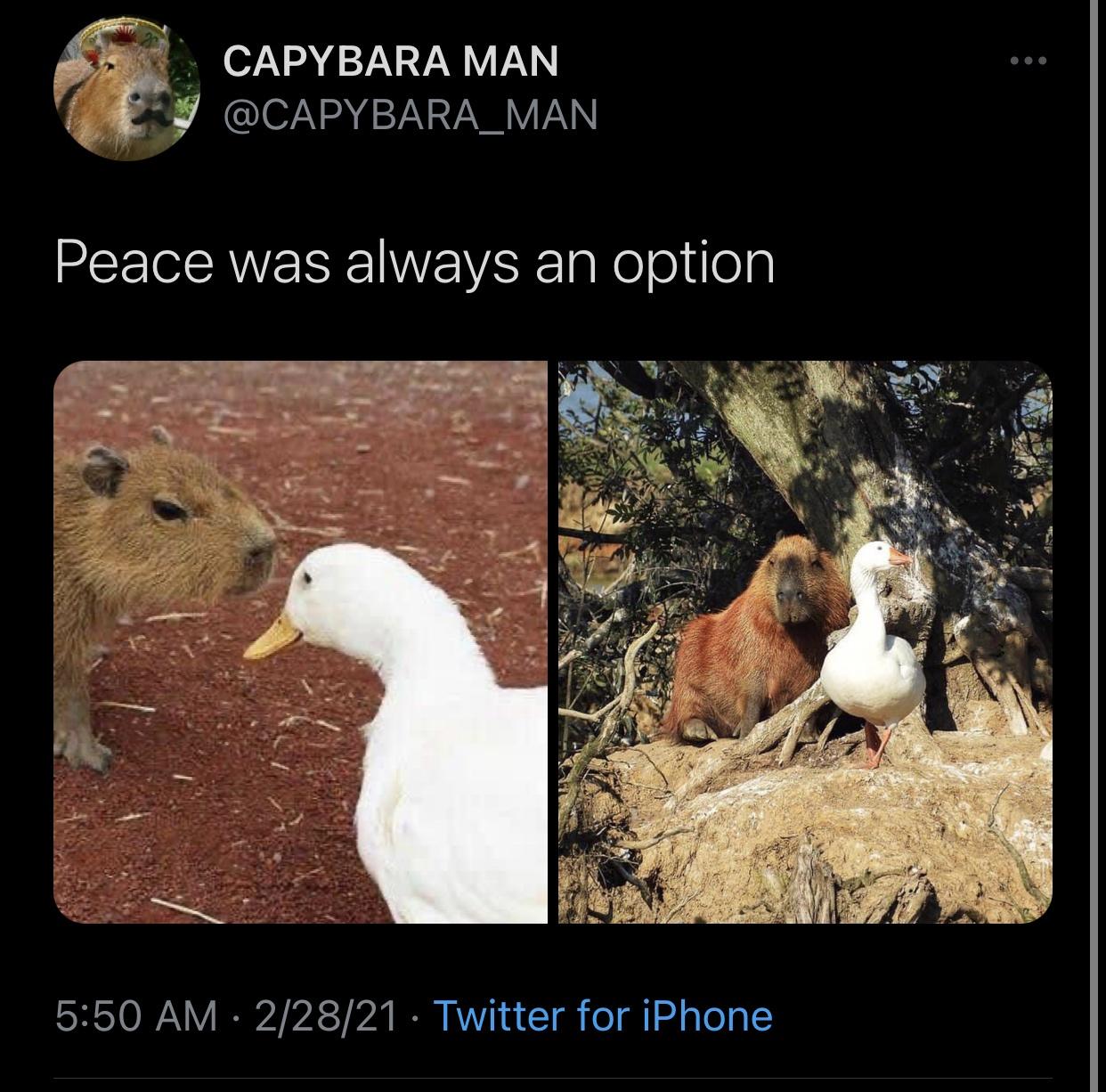 fauna - Capybara Man Peace was always an option 22821 Twitter for iPhone