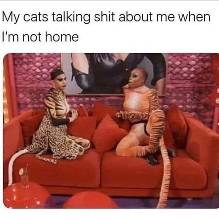 sitting - My cats talking shit about me when I'm not home