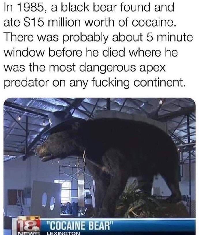 pablo escobear - In 1985, a black bear found and ate $15 million worth of cocaine. There was probably about 5 minute window before he died where he was the most dangerous apex predator on any fucking continent. li& "Cocaine Bear" News Lexington