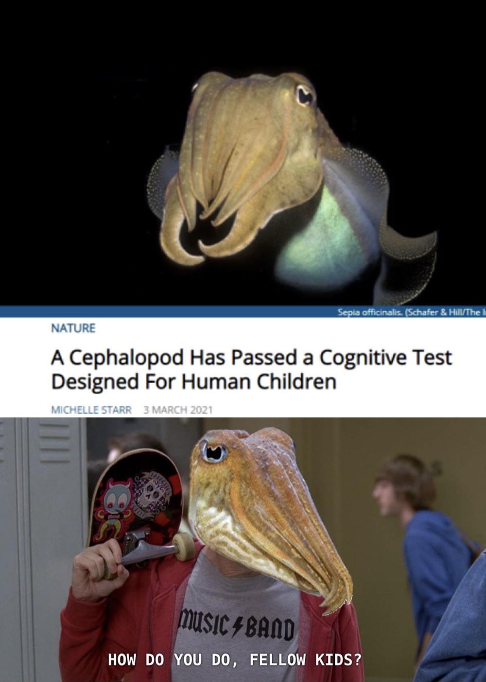 south africa meme - Sepia officinalis. Schafer & HillThe Nature A Cephalopod Has Passed a Cognitive Test Designed For Human Children Michelle Starr Music 4 Band How Do You Do, Fellow Kids?