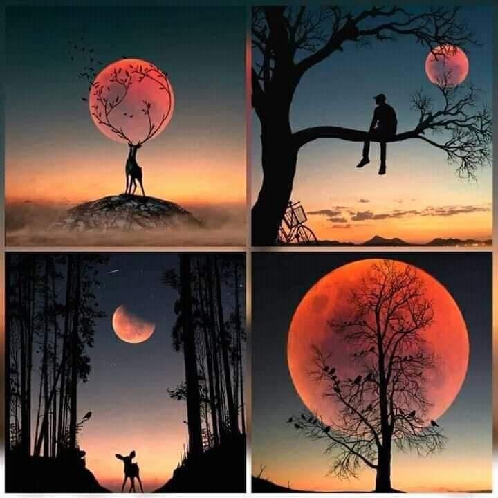 awesome pics and funny memes - Tree and Sky