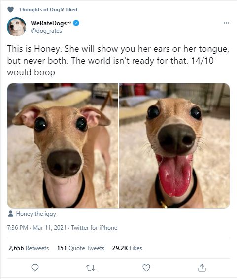 awesome pics and funny memes - italian greyhound - Thoughts of Dog d WeRateDogs This is Honey. She will show you her ears or her tongue, but never both. The world isn't ready for that. 1410 would boop Honey the iggy . . Twitter for iPhone 2,656 151 Quote 