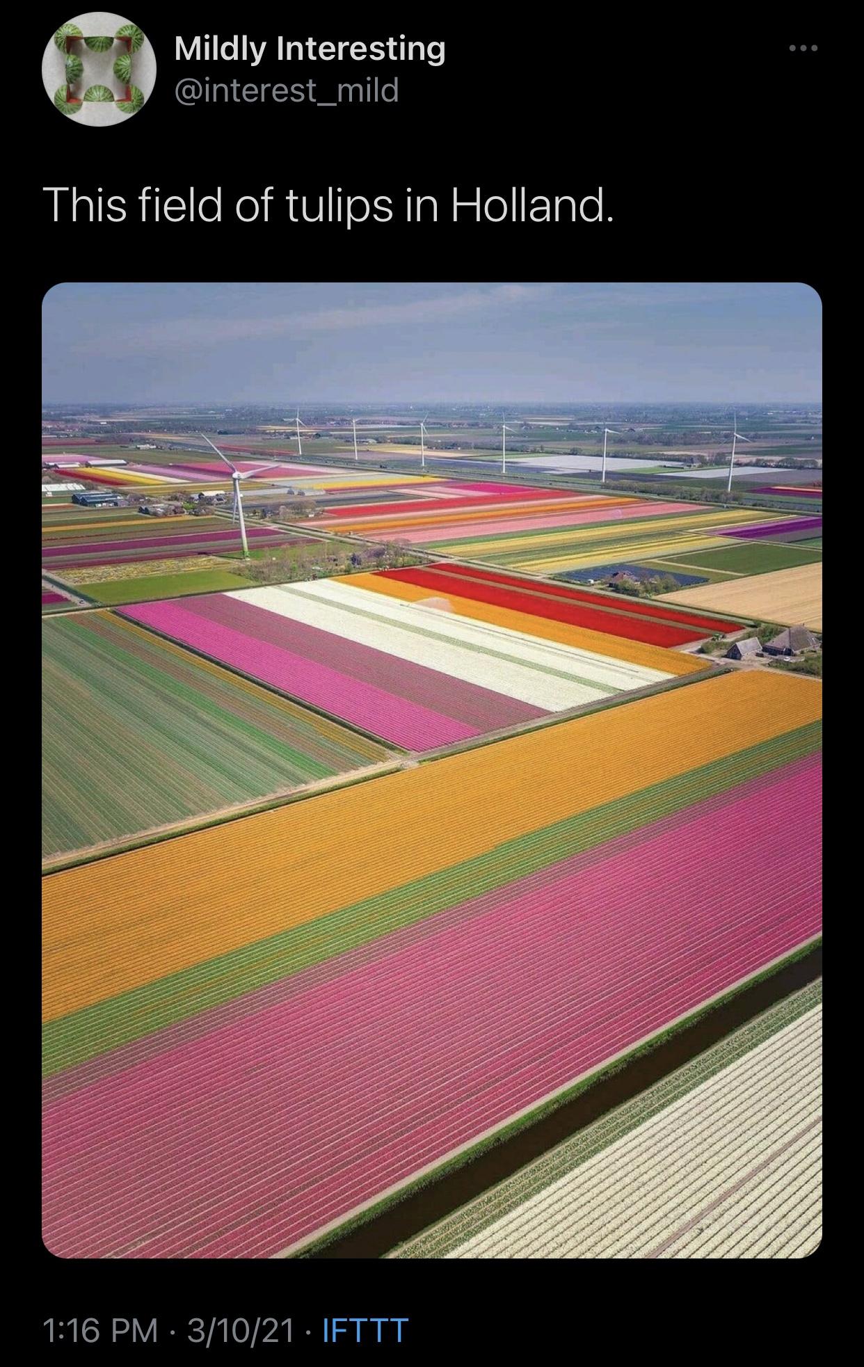 awesome pics and funny memes - stadium - Mildly Interesting This field of tulips in Holland. 31021 Ifttt