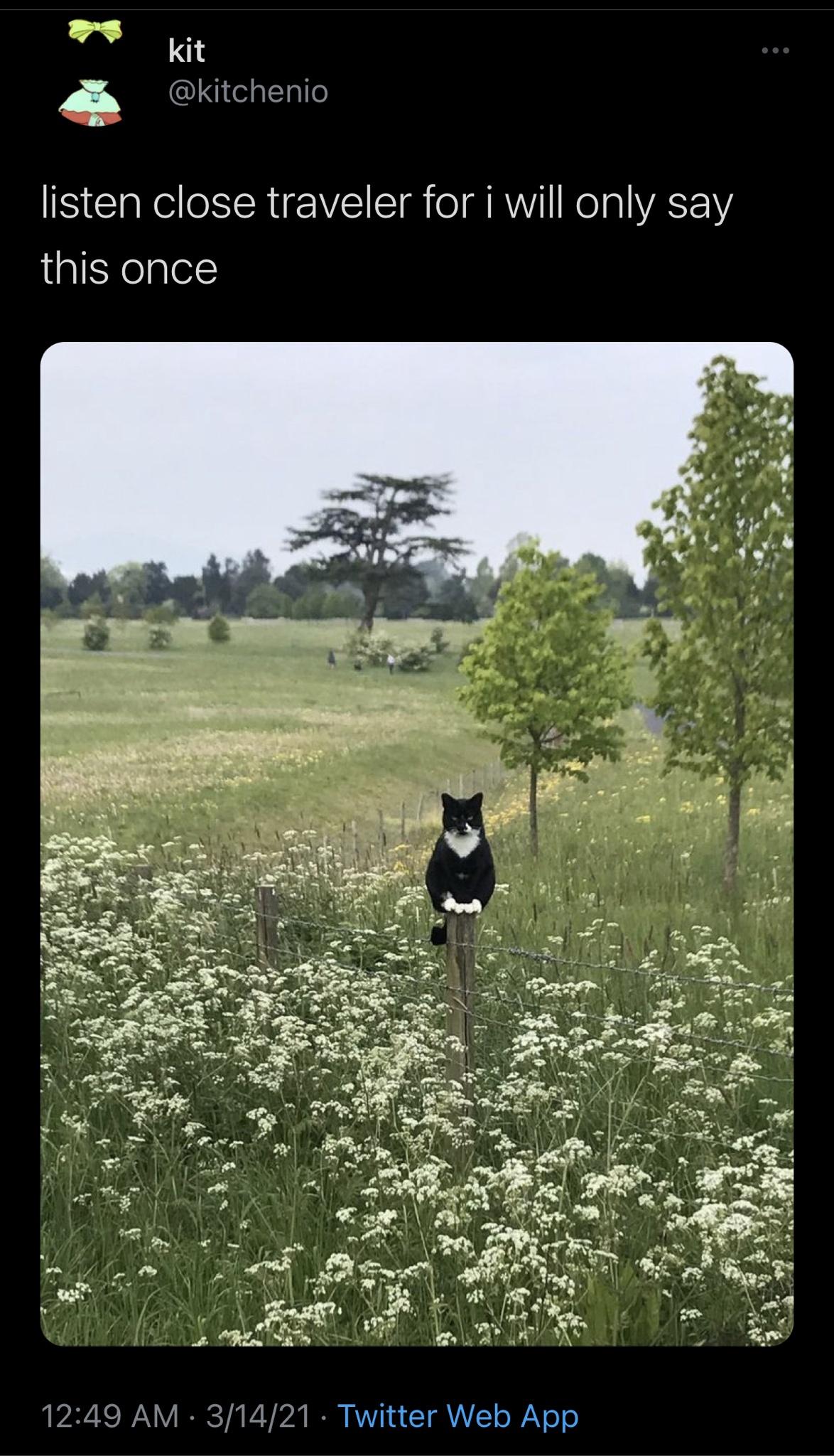 funny memes and random pics - cat outstanding in her field - kit listen close traveler for i will only say this once 31421 Twitter Web App