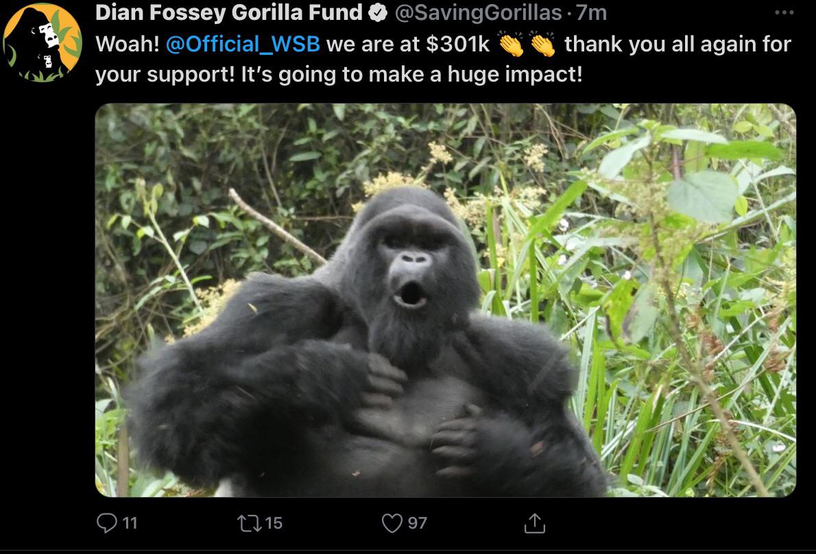 funny memes and random pics - fauna - Dian Fossey Gorilla Fund Gorillas 7m Woah! we are at $ thank you all again for your support! It's going to make a huge impact! 11 12 15 97