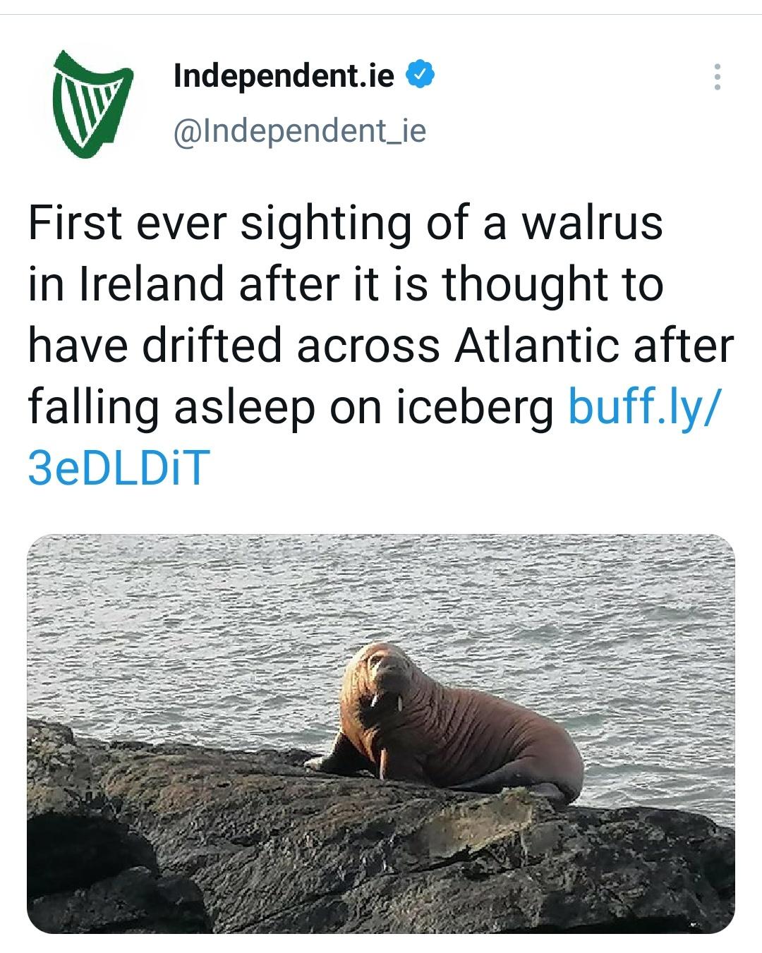 funny memes and random pics - fauna - Independent.ie First ever sighting of a walrus in Ireland after it is thought to have drifted across Atlantic after falling asleep on iceberg buff.ly 3eDLDIT