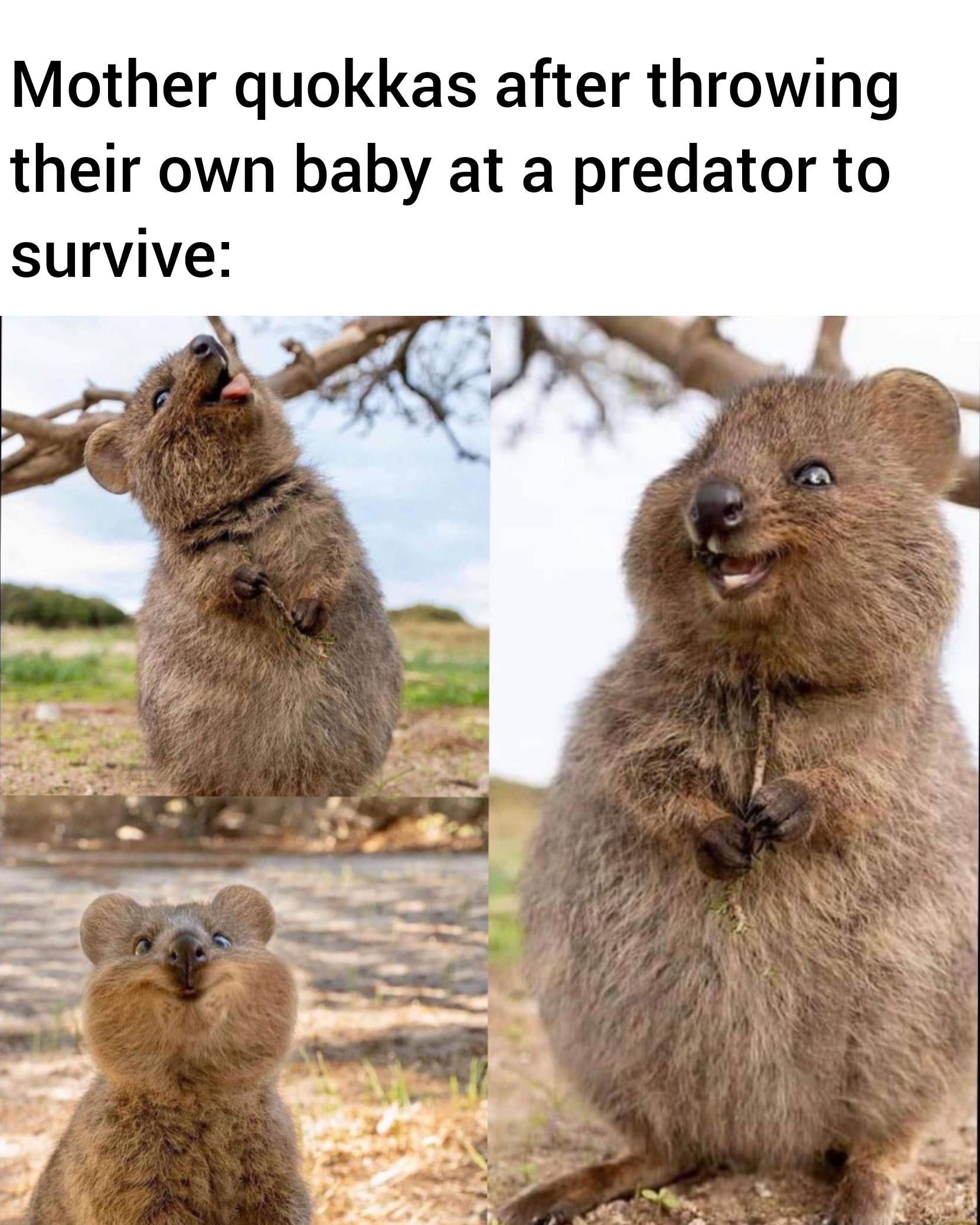 funny memes and random pics - hilarious memes - Mother quokkas after throwing their own baby at a predator to survive
