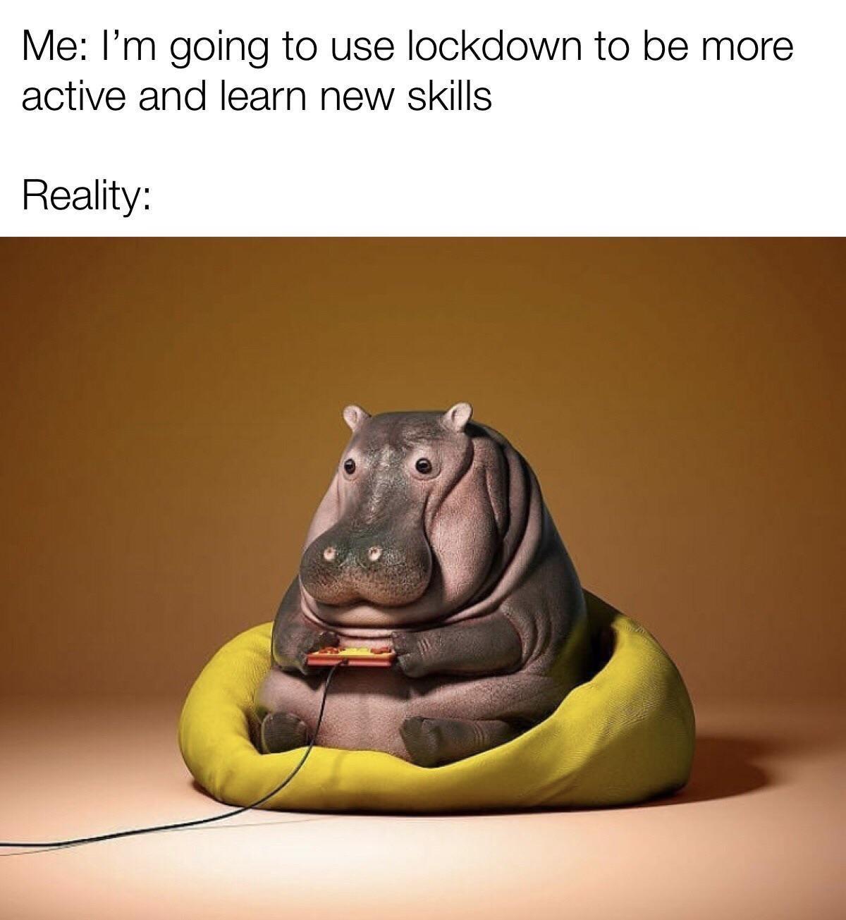 hippo playing games - Me I'm going to use lockdown to be more active and learn new skills Reality
