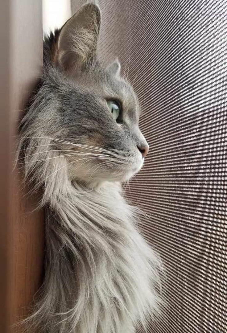 cat looking out window fluffy