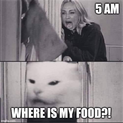 battle cats memes - 5 Am Where Is My Food?! imgflip.com