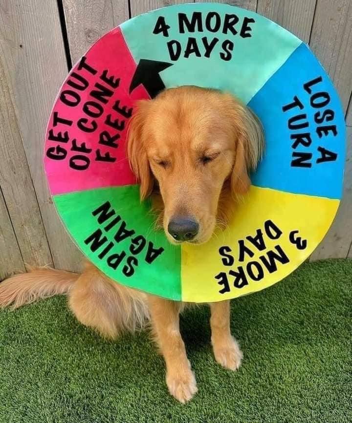 golden retriever in dog cone - 3 More Days Spin Again Lose A Turn Free Of Cone Get Out Days A More