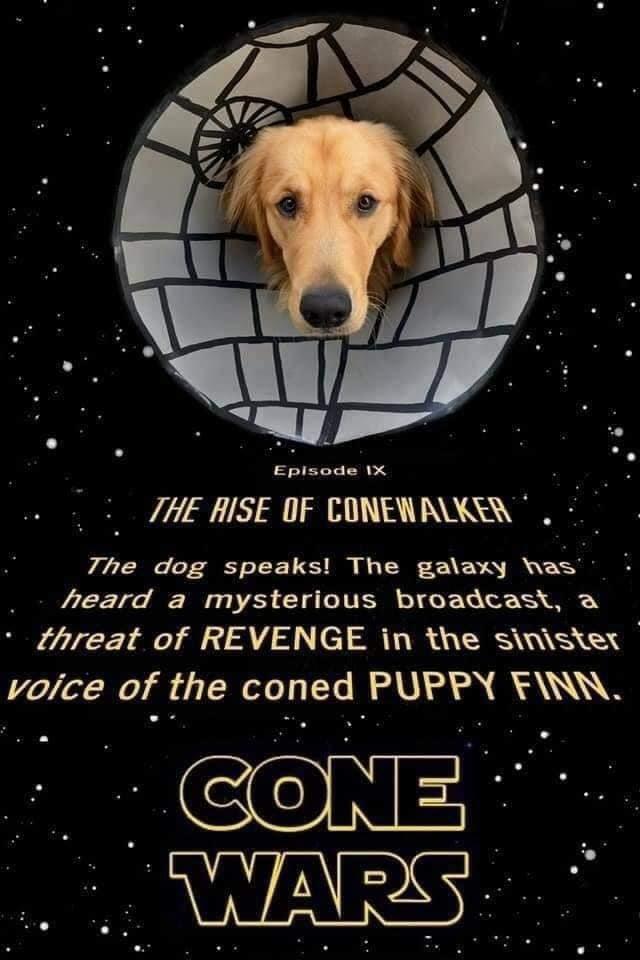 dog - Episode Ix The Aise Of Conewalker The dog speaks! The galaxy has heard a mysterious broadcast, a threat of Revenge in the sinister voice of the coned Puppy Finn. Cone Wars.