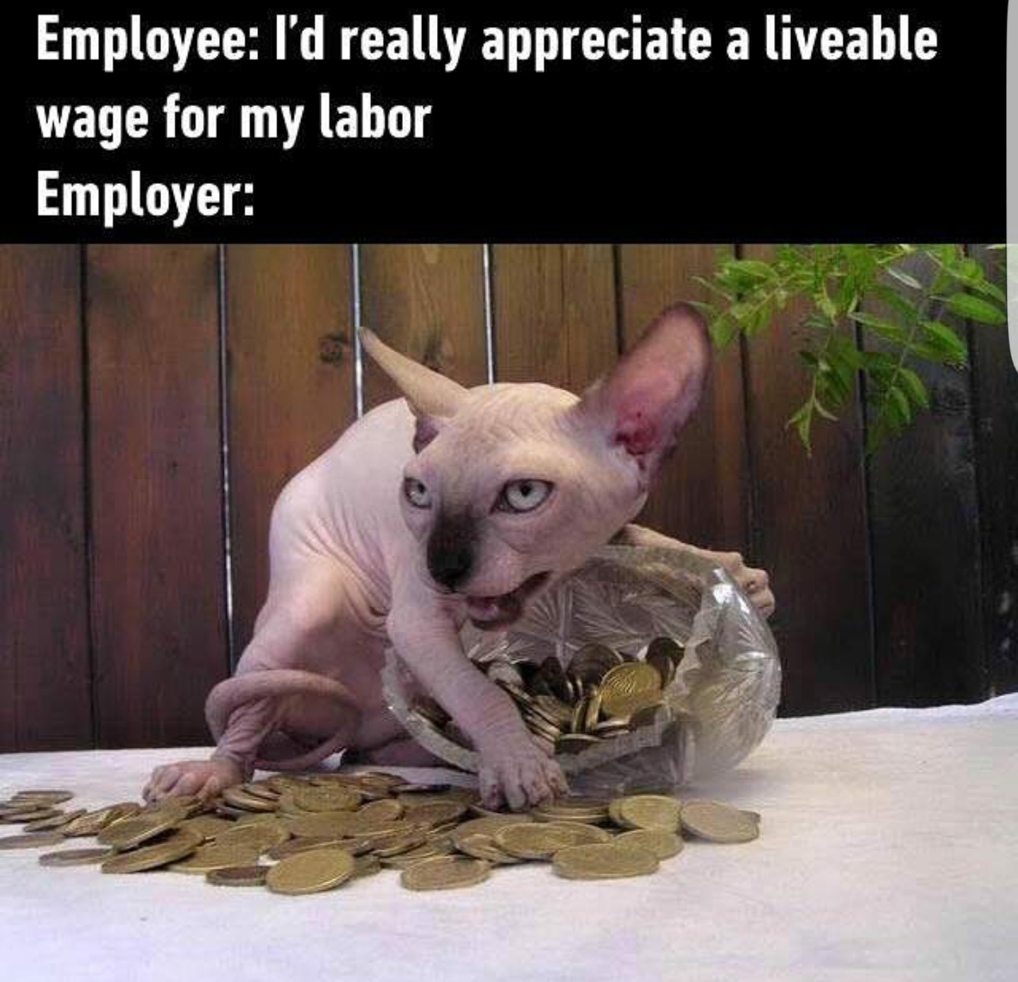 my precious cat meme - Employee I'd really appreciate a liveable wage for my labor Employer