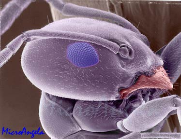 Bug Close Ups