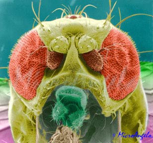 Bug Close Ups