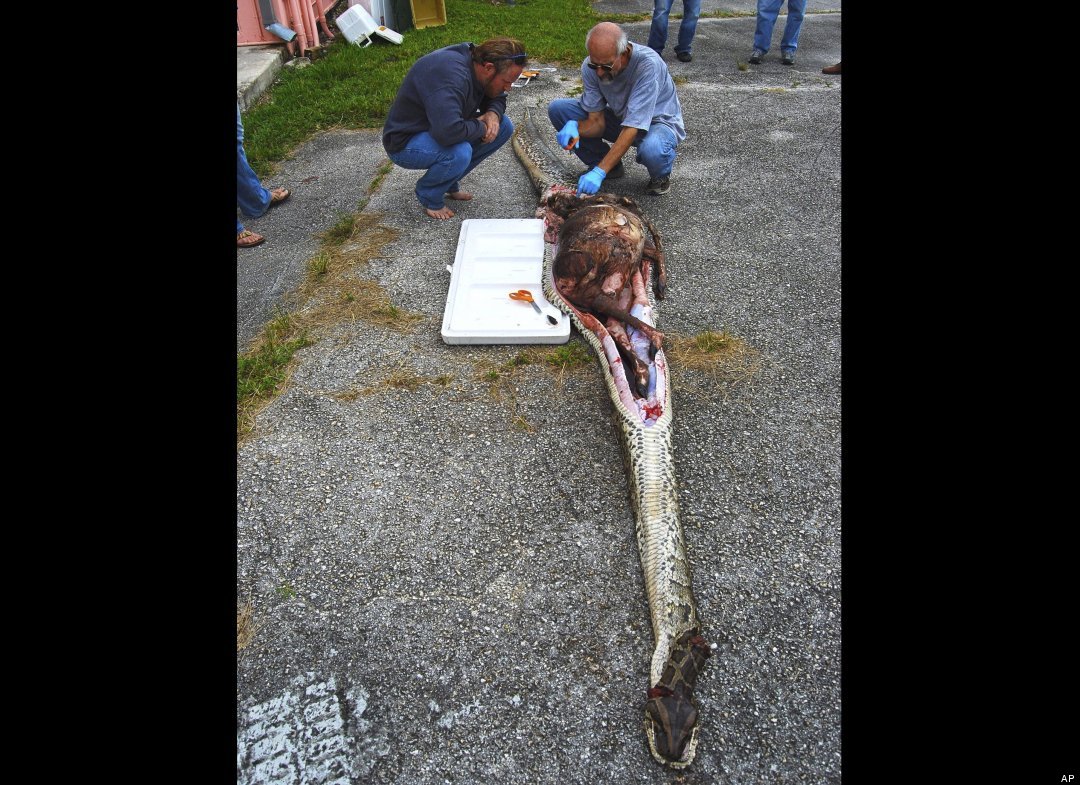 Pythons Get HUGE in Florida
