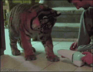 The Dopest Of GIFS