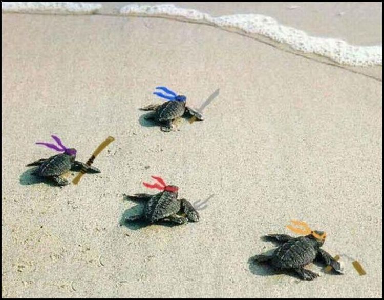 Infant Ninja Turtles