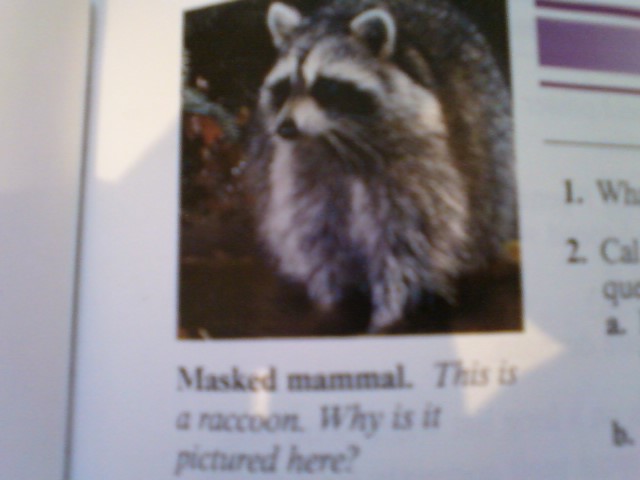 weird math textbook questions - 1. W Masked mammal. This is a raccoon. Why is it pictured here?