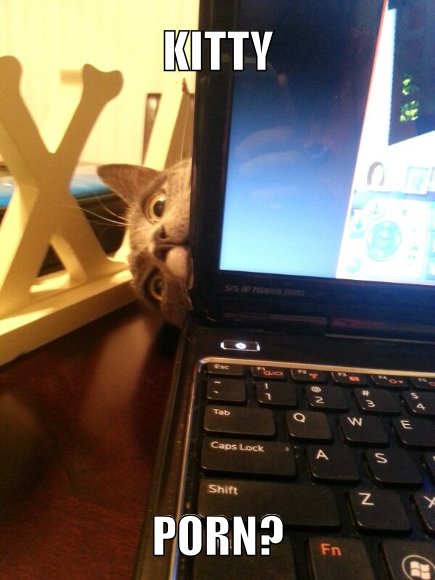 Cat and computer