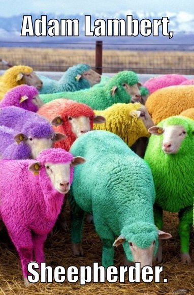 Gay sheep