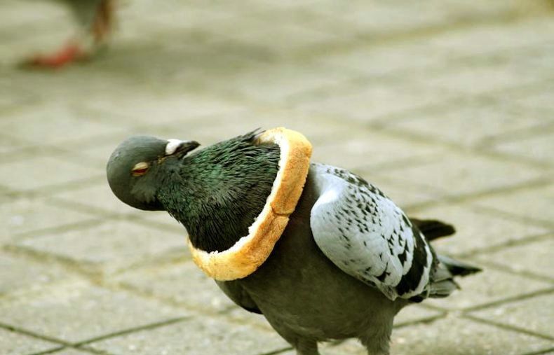 Mentally Challenged Pigeon