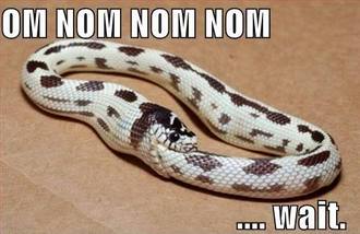 snake eating itself