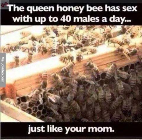 queen bee has sex - The queen honey bee has sex with up to 40 males a day... Via Jokideo.com just your mom.