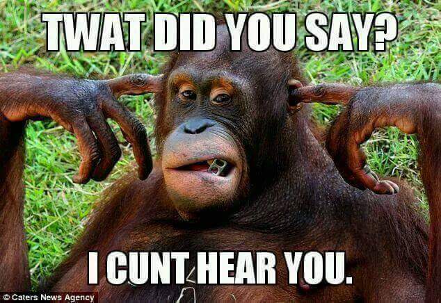 tired orangutan - Twat Did You Say I Cunt Hear You. Caters News Agency