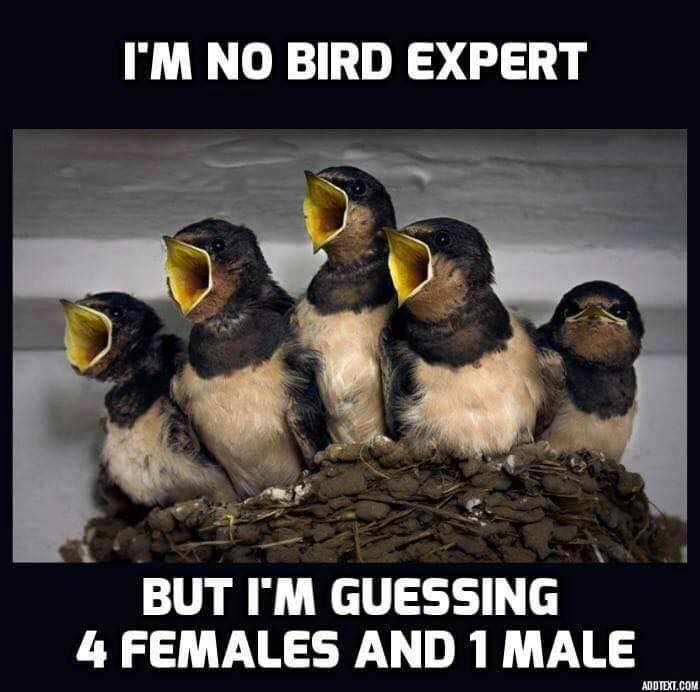 bird woman meme - I'M No Bird Expert But I'M Guessing 4 Females And 1 Male Frutales Guessingale Add Text.Com