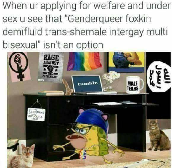 did you just assume my gender spongebob - When ur applying for welfare and under sex u see that "Genderqueer foxkin demifluid transshemale intergay multi bisexual" isn't an option Rage Against Te Pateiert 2o tumblr. Male Tears 239 Gays w
