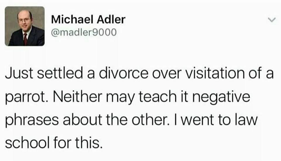 scottish tweets soup - Michael Adler Just settled a divorce over visitation of a parrot. Neither may teach it negative phrases about the other. I went to law school for this.