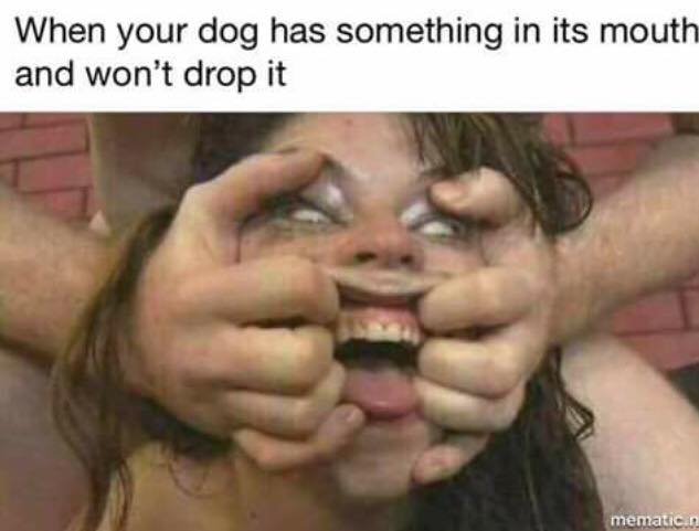 funny quotes and sayings - When your dog has something in its mouth and won't drop it mematic.n