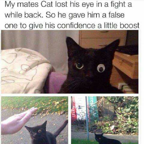 cat with fake eye - My mates Cat lost his eye in a fight a while back. So he gave him a false one to give his confidence a little boost aresfor