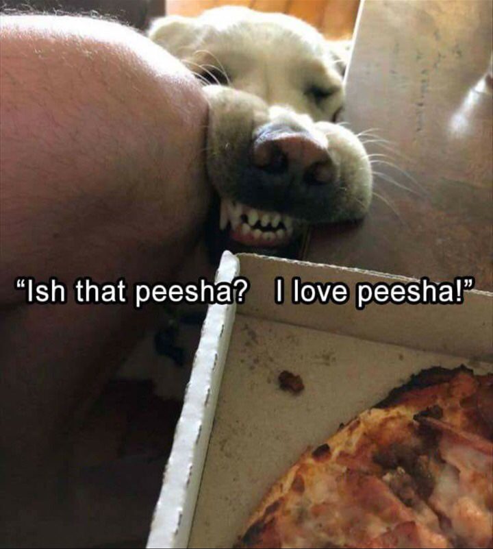 peesha i love peesha - "Ish that peesha? I love peesha!