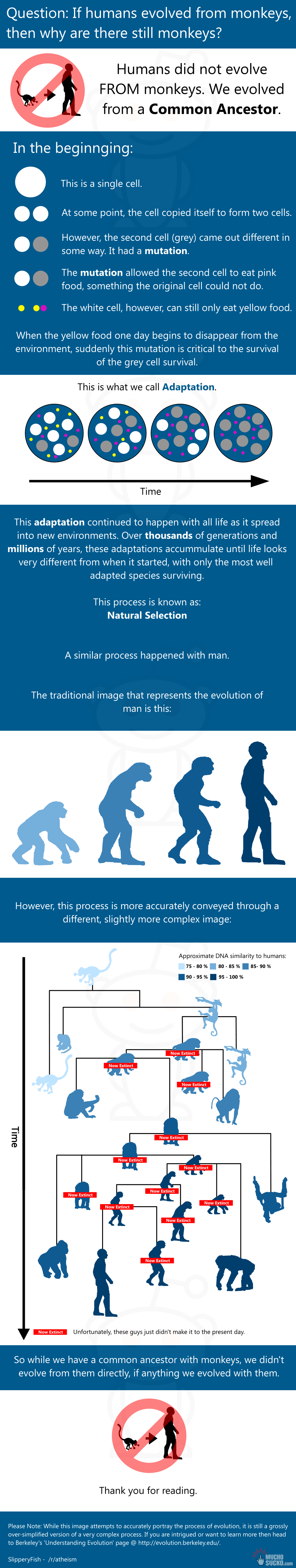 how man descended from chimps