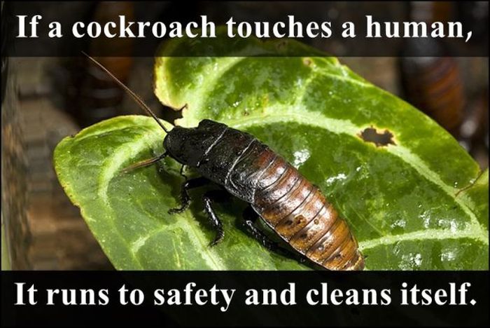 pest - If a cockroach touches a human, It runs to safety and cleans itself.