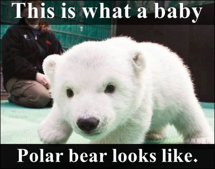 baby polar bear crash bandicoot - This is what a baby Polar bear looks .