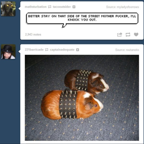 tumblr - guinea punks - mathsturbation tacooutsider Source myladyofsorrows Better Stay On That Side Of The Street Mother Fucker, I'Ll Knock You Out. 2,943 notes 221barricade captainadequate Source routaneito